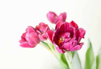 Tulip flowers. Beautiful spring plants in flowering season.