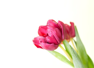 Tulip flowers. Beautiful spring plants in flowering season.