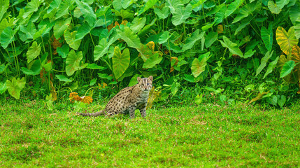 Wild Fishing Cat