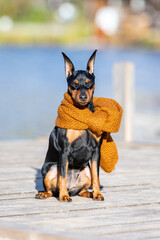 Black and tan miniature pinscher in a brown scarf sitting on the background of the river. Autumn...