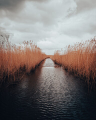 stream with reeds