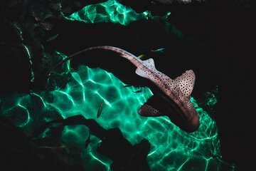 zebra shark at aquarium
