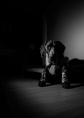 German pointer dog in black and white portrait