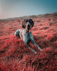 German pointer gsp dog in field