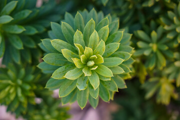 Fototapeta premium Nahaufnahme eine grünen Pflanze in der Natur