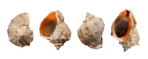 Sea shells set isolated. PNG with transparent background. Clipart. Clipping path. Flat lay