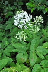 Aegopodium podagraria grows as a weed in nature