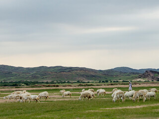 Obraz premium goat farming in saudi desert 