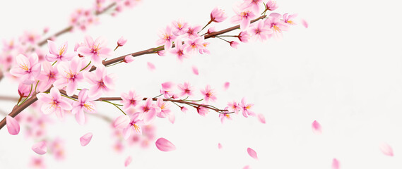 Luxury art background with pink sakura flowers hand drawn in a watercolor style. Botanical banner for decor, print, textile, wallpaper, interior design.