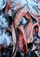 frozen salmon fish textures with fish bones and red meat and heads.