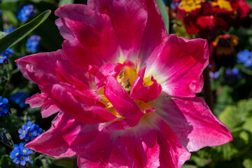 Close up of a pink garden tulip (tulipa gesneriana) flower in bloom