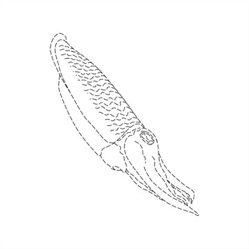 dotted line illustration of a swimming cuttlefish