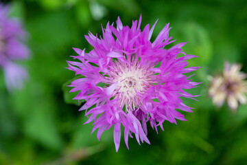 Close up of a whitewash cornflower (psephellus dealbatus) in bloom