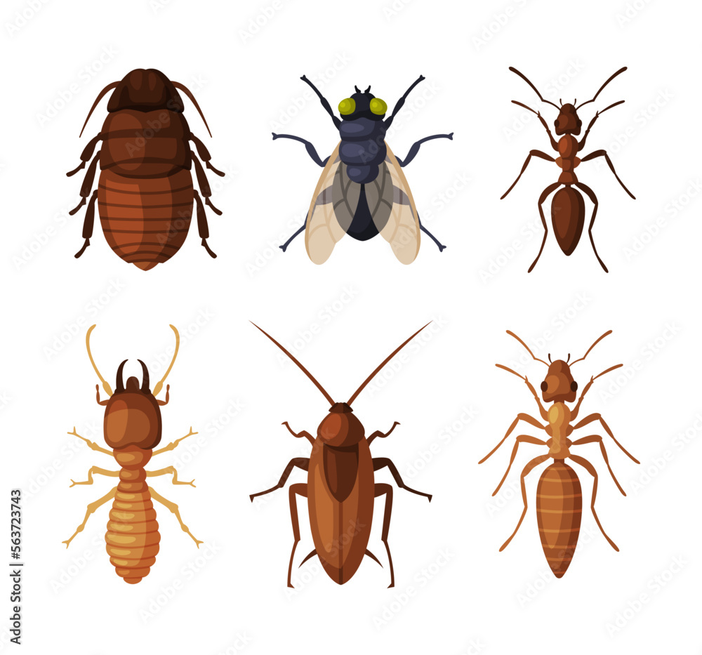 Poster harmful insects and pest with ant, fly and cockroach vector set