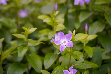 Nahaufnahme einer blauen violetten Blume