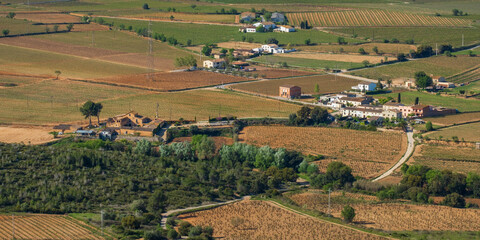 Landscape with summer vineyards