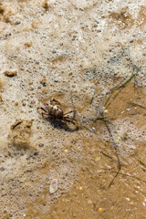 Crab on the ground, Ria Formosa Natural Park, Algarve