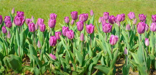View of a flower bed with purple tulips on a blurred background