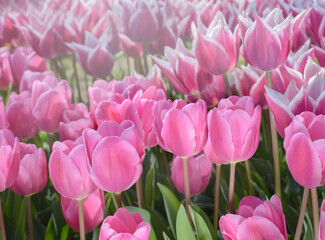View of blooming pink tulips on blurred background