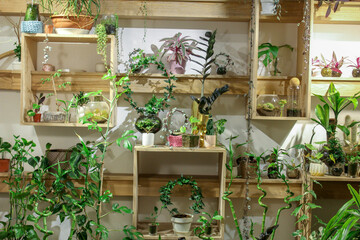 old house with plants