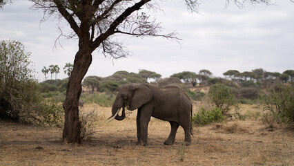 eating elephant