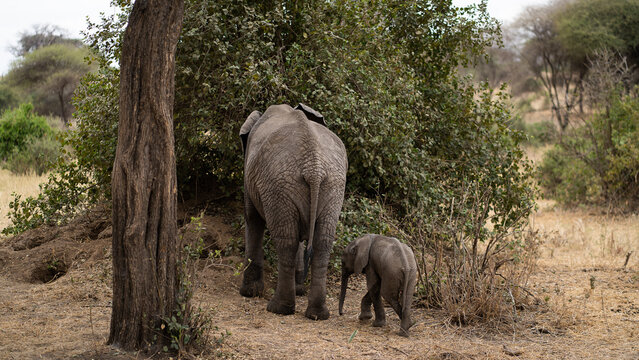 Baby Elephant Seeking Shelter From Mother