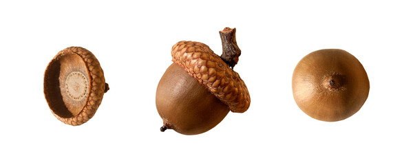 Acorns set isolated. PNG with transparent background. Clipping path. Flat lay - obrazy, fototapety, plakaty