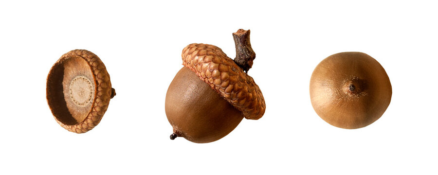 Acorns set isolated. PNG with transparent background. Clipping path. Flat lay