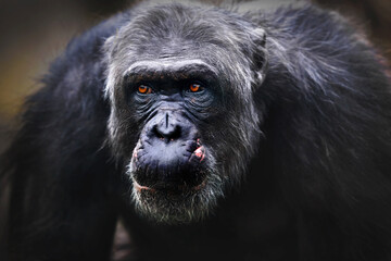 portrait of an adult chimpanzee
