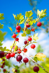 Bunch of vibrant juicy red gooseberries growing on the shrub. Closeup of harvest of gooseberry plant ready for crop