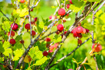 Bunch of vibrant juicy red gooseberries growing on the shrub. Closeup of harvest of gooseberry plant ready for crop