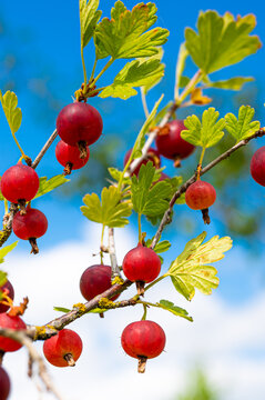 Bunch of vibrant juicy red gooseberries growing on the shrub. Closeup of harvest of gooseberry plant ready for crop