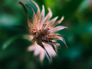 Close up of a flower