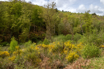 Fototapeta na wymiar A forest landscape of Creuse in spring time.