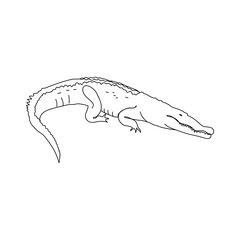 Vector illustration of crocodile in line style. One line art