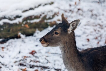 portrait of a doe in winter with snowy ground in background