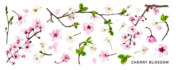 Cherry blossom. Pink and white spring flowers. PNG with transparent background. Flat lay. Without...