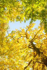 branches covered with autumn leaves building a roof to the sky