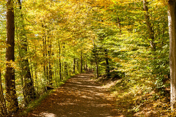 way through a deciduous forest in yellow colours at autumn