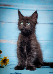 A small black kitten with beautiful eyes sits on a blue bench near a flower