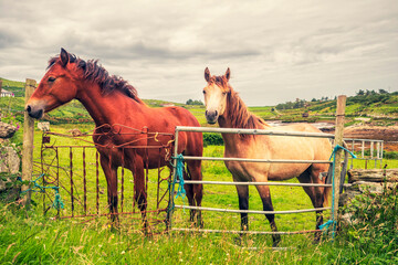 Two horses in a green field by metal gate. Beautiful country side in the background with cloudy sky. Equestrian background.