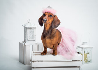  Cute dog in puffy skirt and crown posing for a photo. The breed of the dog is the Dachshund
