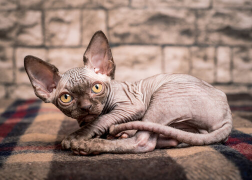 Cute hairless kitten with beautiful eyes poses for a photo against a brick wall background