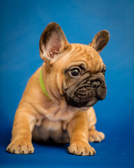 Cute little puppy in a collar lies on a blue background. The breed of the dog is the French bulldog