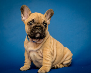 Cute little puppy in a collar sits on a blue background. The breed of the dog is the French bulldog