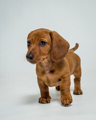  Cute little puppy is posing for a photo on white background. The breed of the dog is the Pygmy Dachshund