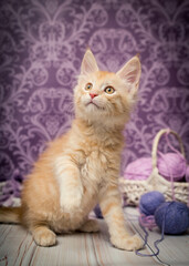 Cute red fluffy kitten poses for a photo on the background of a beautiful patterned wallpaper