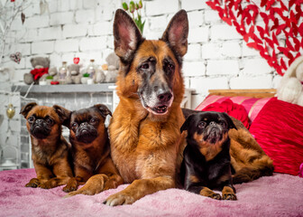 Three small dogs and one big dog pose for a photo on the bed