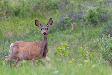 Naklejka na ściany i meble young female deer in the grass