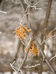 Frosty Winter Trees